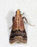 5999  Broad-banded Eulogia  Eulogia ochrifrontella