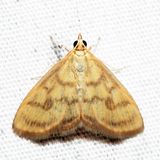 4945 - Pale-winged Crocidophora - Crocidophora tuberculalis