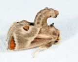 4669  Shagreened Slug Moth  Apoda biguttata