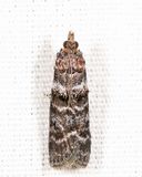 5783 - Striped Birch Pyralid - Ortholepis pasadamia