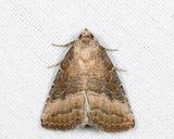 9720  Common Pinkband  Ogdoconta cinereola