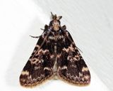 5517 - Stored Grain Moth - Aglossa caprealis