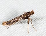 0637  Caloptilia serotinella