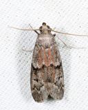 6007  Dried Fruit Moth  Vitula edmandsii