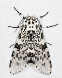 8146 - Giant Leopard Moth - Hypercompe scribonia