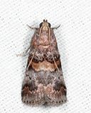 5673  Hickory Leafstem Borer  Acrobasis angusella