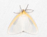 8230 - Delicate Cycnia - Cycnia tenera