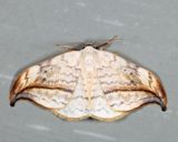 6251 - Arched Hooktip - Drepana arcuata
