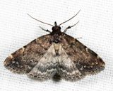  8327 -  Forbes Idia - Idia forbesii