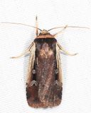 10891 - Flame-shouldered Dart - Ochropleura implecta