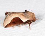 4671 - Skiff Moth - Prolimacodes badia