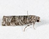 2898  Retinia gemistrigulana