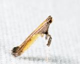 0592  Azalea Leafminer  Caloptilia azaleella