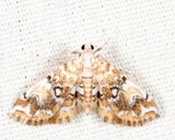 4749  Elophila faulalis