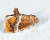 4665  Yellow-shouldered Slug Moth  Lithacodes fasciola