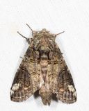 7983  Oblique Heterocampa  Heterocampa obliqua