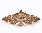 5176  Yellow-spotted Webworm Moth  Anageshna primordialis