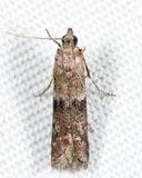 6001 - Ephestiodes infimella