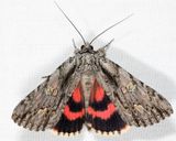 8851  Scarlet Underwing  Catocala coccinata
