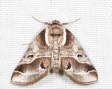 8969 - Doubledays Baileya - Baileya doubledayi