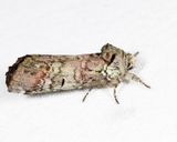 8007  Unicorn Caterpillar Moth  Schizura unicornis