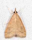 5079  Celery Leaftier Moth  Udea rubigalis