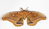 7757 - Polyphemus Moth - Antheraea polyphemus