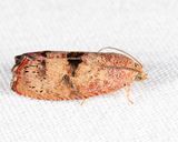 3494  Filbertworm Moth  Cydia latiferreana