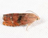 3494  Filbertworm Moth  Cydia latiferreana