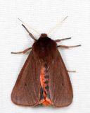 8156 - Ruby Tiger Moth - Phragmatobia fuliginosa