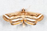 4763  Floating-heart Waterlilly Moth  Parapoynx seminealis