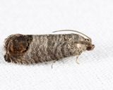 3492 - Codling Moth - Cydia pomonella