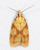 3695  Sparganothis Fruitworm Moth  Sparganothis sulfureana