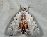 8864  Woody Underwing  Catocala grynea