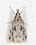 4738  Striped Eudonia  Eudonia strigalis