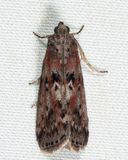 5797  Black-spotted Leafroller  Sciota virgatella