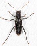 Arrowhead Borer - Xylotrechus sagittatus