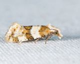 3754.2 - Silver-bordered Aethes - Aethes argentilimitana