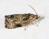 2776  Woolly-backed Moth  Olethreutes furfuranum