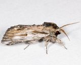 8017  White-streaked Prominent  Oligocentria lignicolor