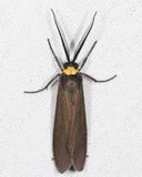8267 - Yellow-collared Scape Moth - Cisseps fulvicollis