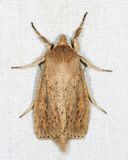 9449  Oblong Sedge Borer  Capsula oblonga