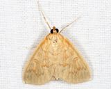 5262 - Framinghamia helvalis