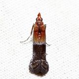 6005.1  Paler Moodna  Moodna pallidostrinella