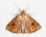 4950  Mint Root Borer  Fumibotys fumalis