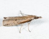 5435  Changeable Grass-veneer  Fissicrambus mutabilis