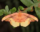 6255 - Rose Hooktip - Oreta rosea