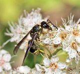 Lobed Mason Wasp - Ancistrocerus capra