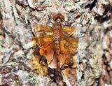 Band-winged Meadowhawk - Sympetrum semicinctum