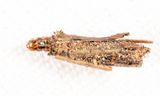 0437 - Common Bagworm - Psyche casta